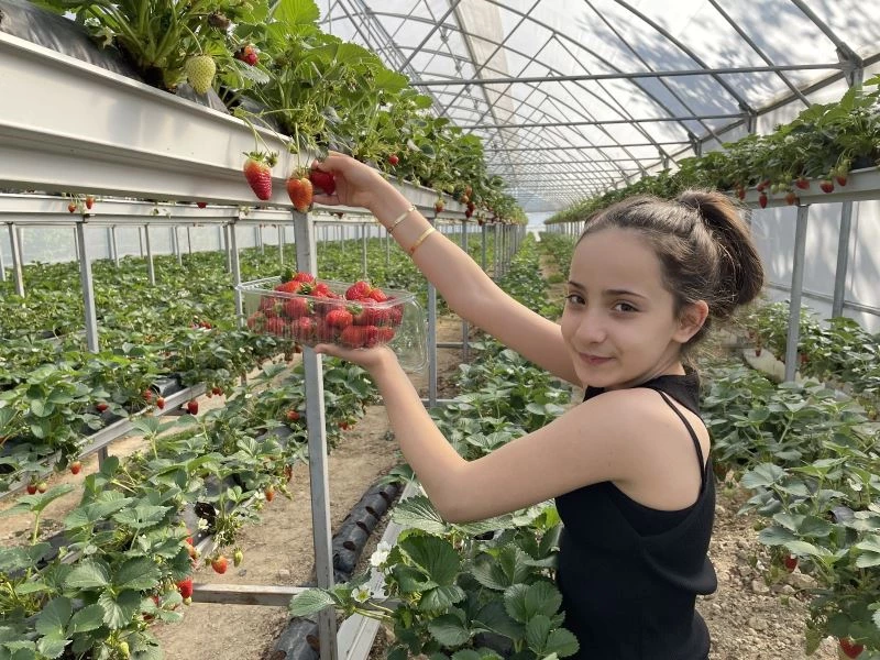 Topraksız tarım ile çilek üretimini 3’e katlıyor
