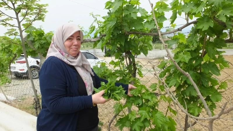 Burhaniye’de asma yaprağı hasadı başladı
