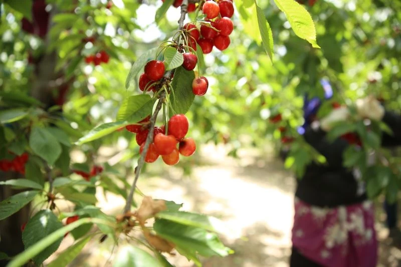 Honaz kirazı tescillendi
