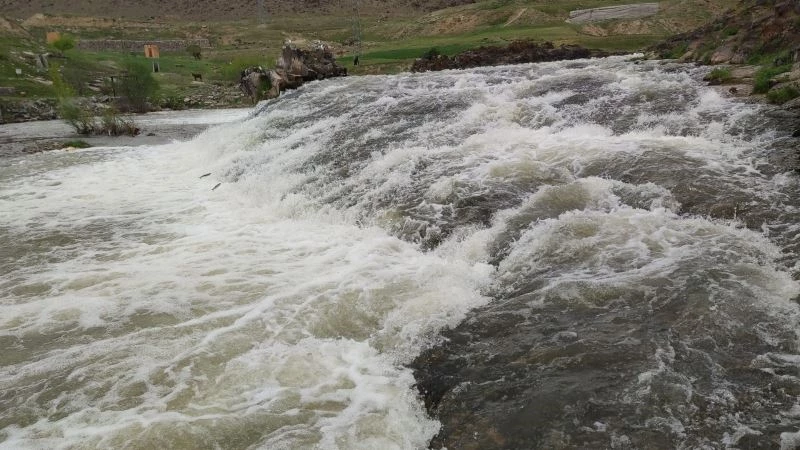 (Özel haber) İnci kefalinin akıntıya karşı yolculuğu devam ediyor
