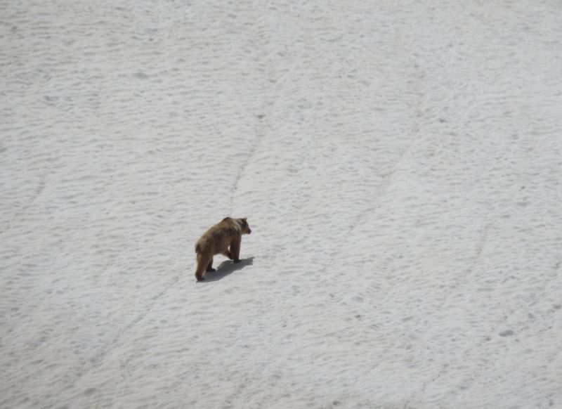 Kış uykusundan uyanarak doğaya çıkan ayı kameraya yansıdı
