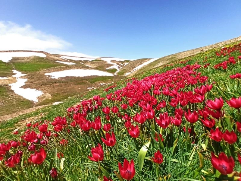 Doğa harikası Eğrigöl’de açan çiçekler eşsiz görüntüler oluşturuyor
