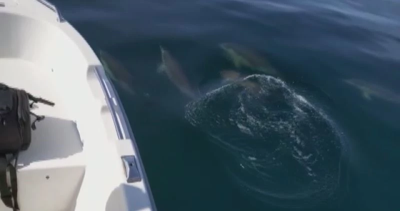 Yunusların tekne ile dansı
