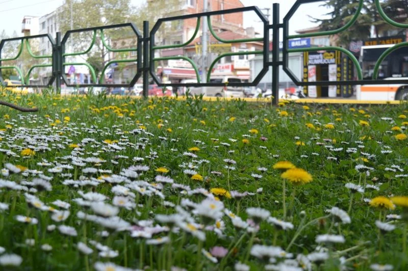 Çimen çiçekleri Eskişehir’i şenlendirdi
