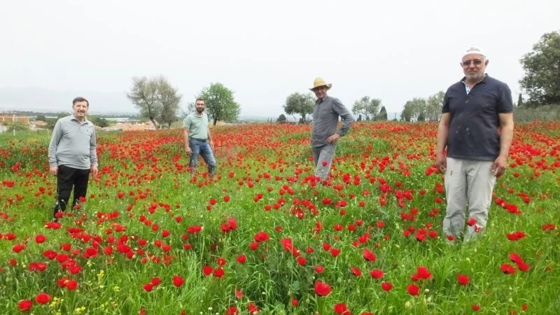 Balıkesir’de şerbet için gelincik hasadı yaptılar

