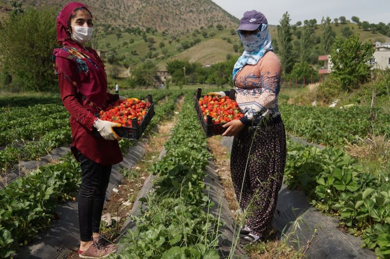 Devlet destek sağladı, çilek tarlaları kadınlara iş kapısı oldu
