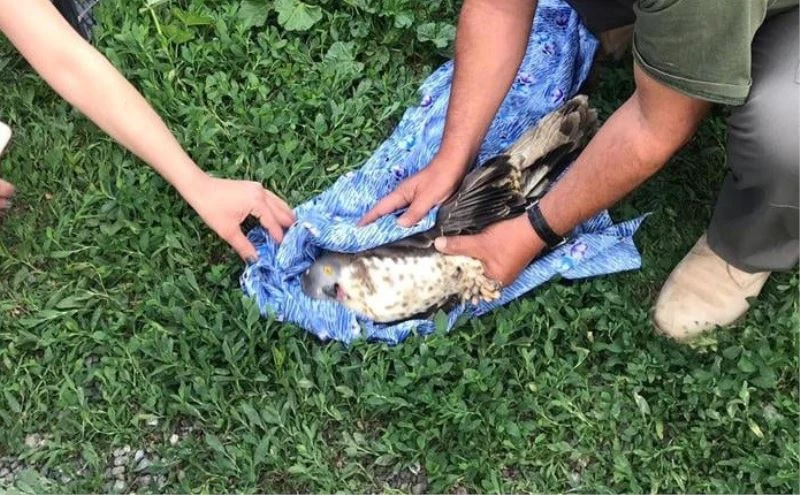 Kargaların saldırısına uğrayan Şahin tedavi altına alındı
