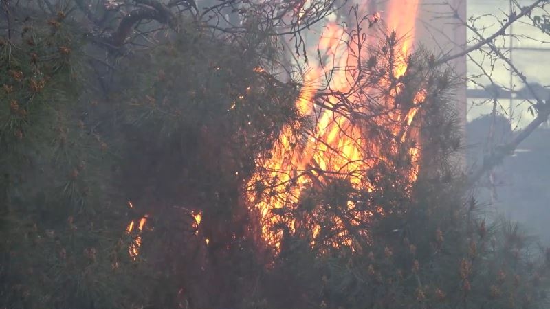 Kırıkkale’de vatandaşlar ağaç yangınını film izler gibi izledi
