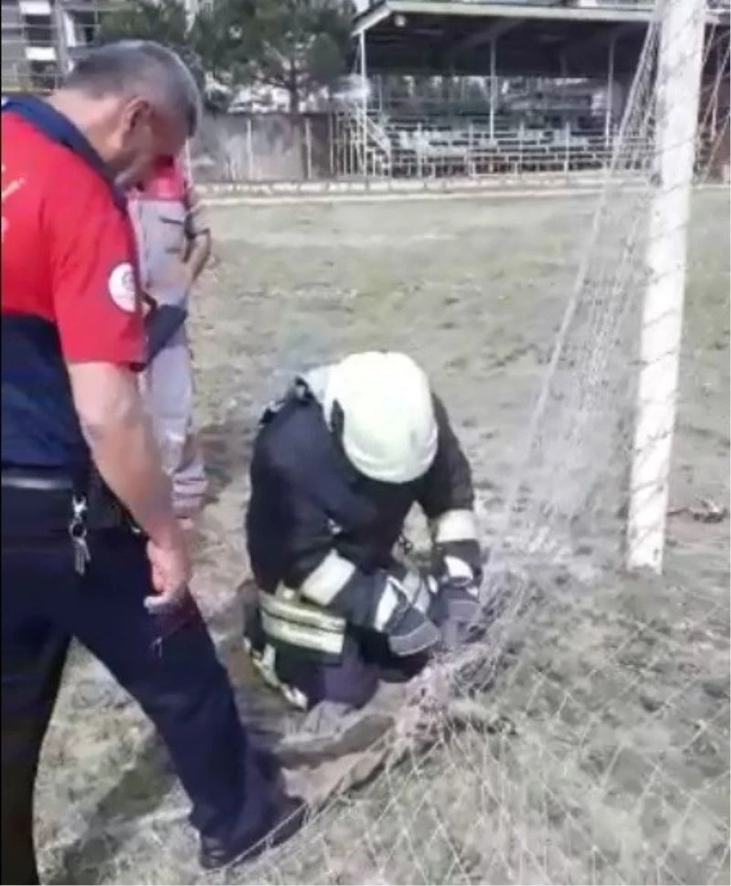 Kale ağlarına takılan afacan kedinin yardımına itfaiye koştu
