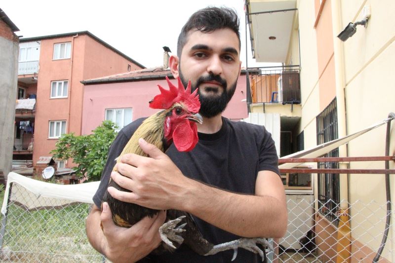 Ünü dünyaya yayılan ‘Bayılan horoz’ İngiltere’den davet aldı
