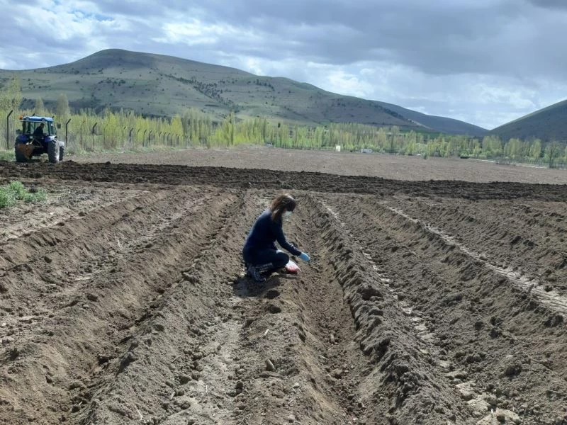 Bayburt Üniversitesi uygulama ve araştırma sahalarında ve serasında önemli tarım çalışmaları yürütülüyor
