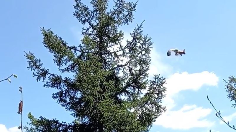 Gümüşhane’de ağaçtan ağaca uçan sincap cep telefonu kameralarına takıldı
