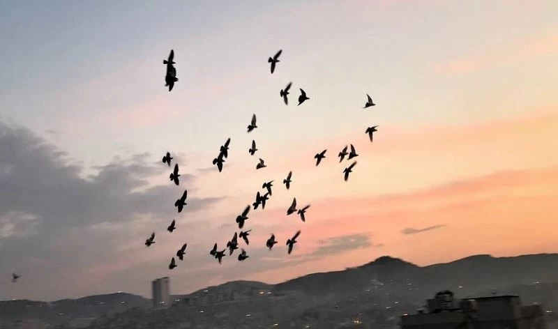 Vatandaşlar tam kapanmada zamanını damda kuşlarla geçiriyor
