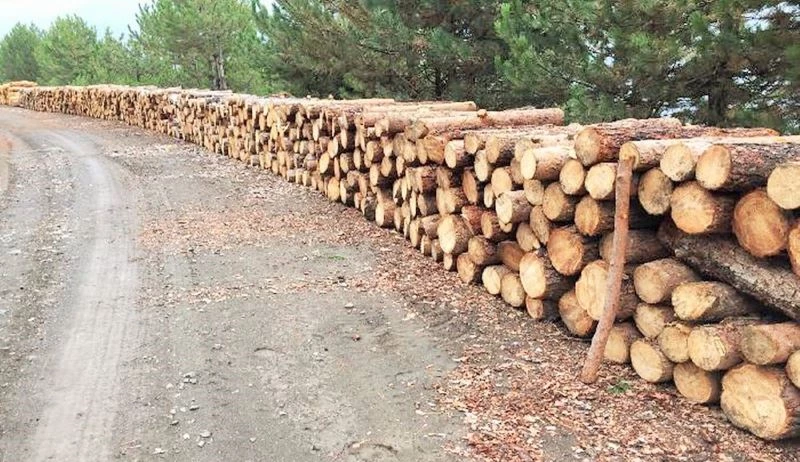 Ahşap paletçiler kâğıtlık orman emvallerinin boylarının kısa kesilmesine tepkili
