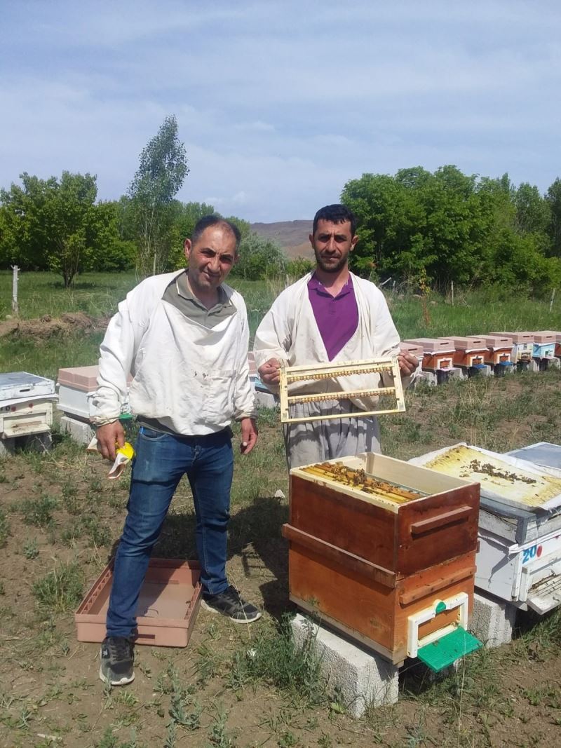 Tuzluca’da Arı sütü sağımı başladı
