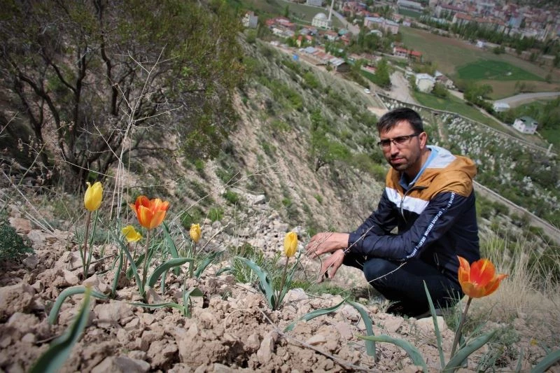 Oltu’da laleler açmaya başladı
