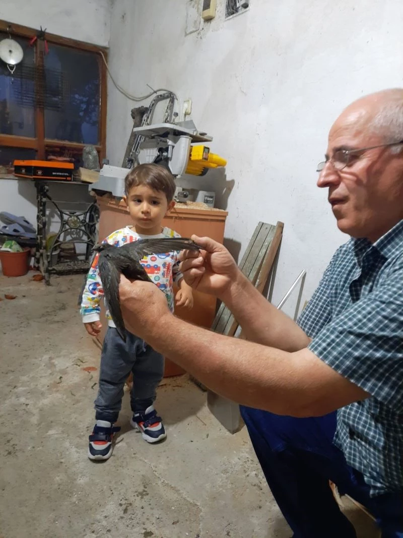 Bahçesine düşen ebabil kuşunu yetkililere teslim etti
