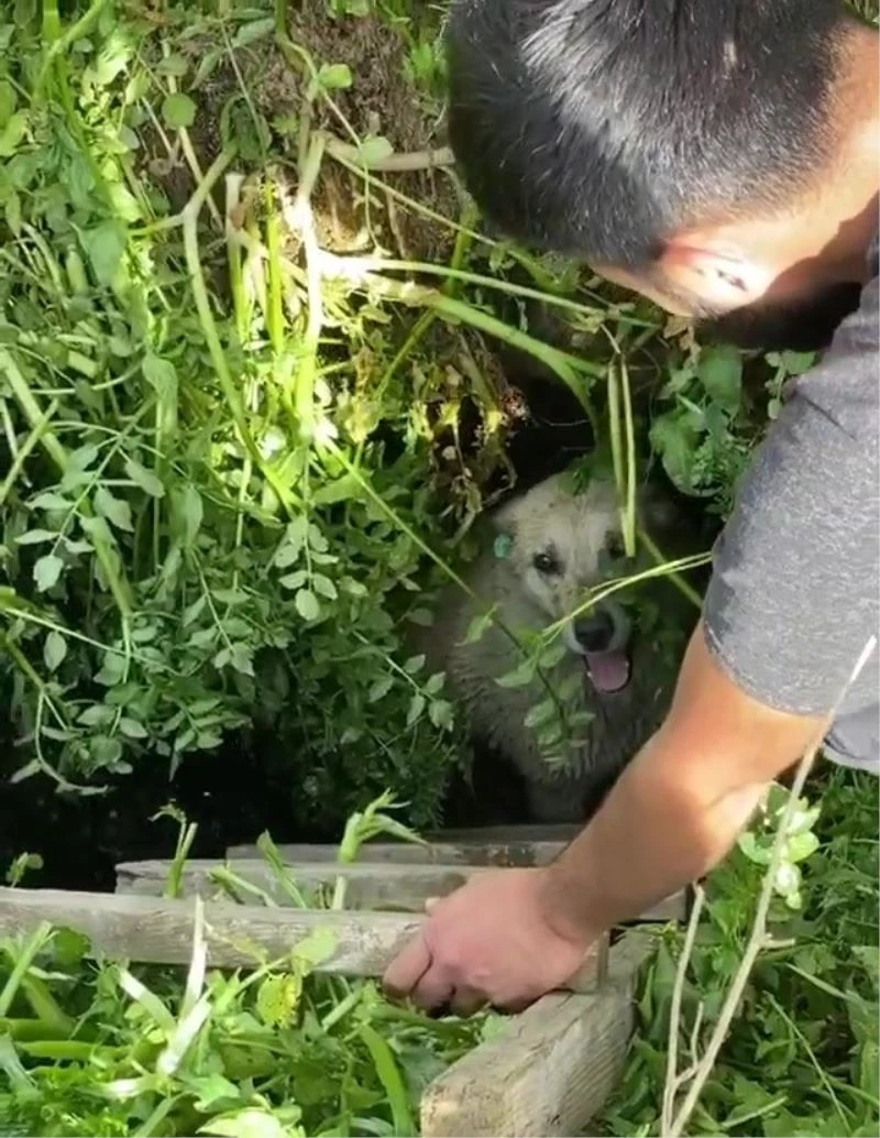 Sesin geldiği çalıları kaldırınca rögara düşen köpeği fark ettiler
