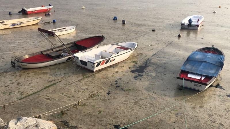 Beyaza bürünen körfezde balıklar tek tek ölmeye başladı
