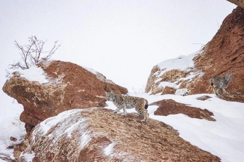 Dedektif gibi iz sürdü, “orman hayaletini” 80 günün sonunda görüntülemeyi başardı
