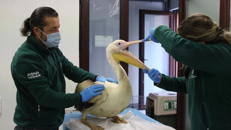 Avcıların engelli bıraktığı pelikanlar ikinci baharını yaşıyor
