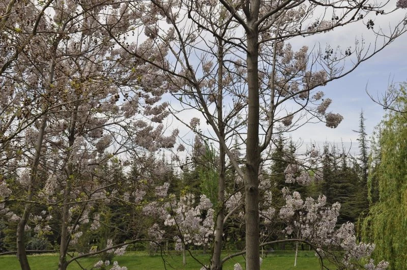 Bahar mevsimine yakışan kartpostallık manzaralar
