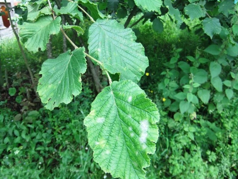 Fındıkta külleme hastalığına dikkat
