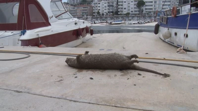 (Özel) Deniz salyaları canlıların sonu oluyor...Balıklardan sonra şimdi de su samuru vurdu
