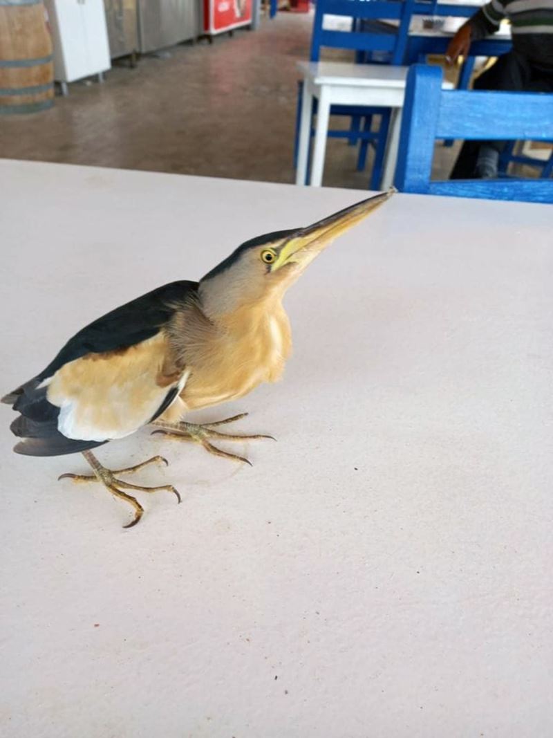 Datça’da yaralı Balaban kuşu bulundu
