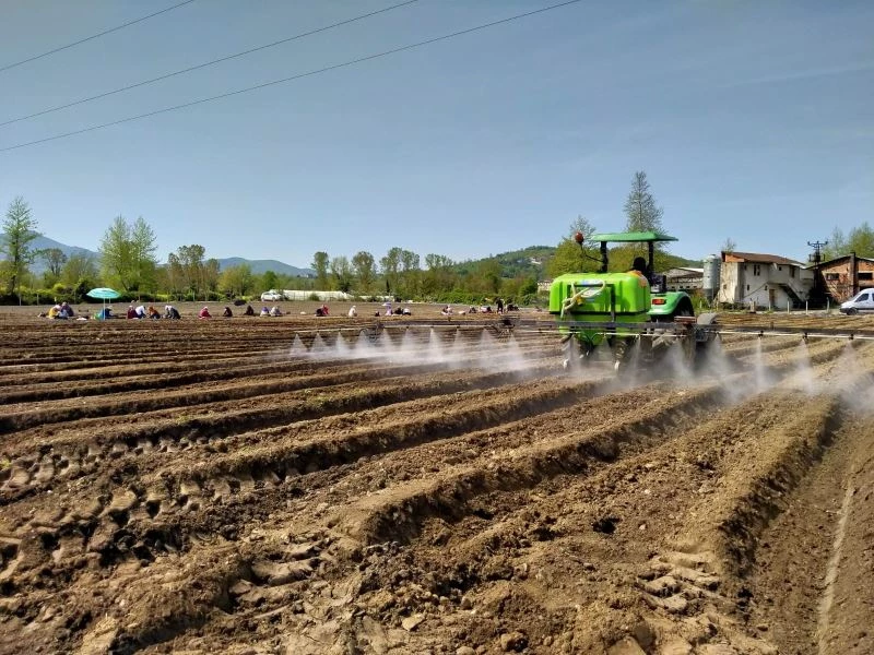 Bartın lavanta üretiminin üssü olacak olacak
