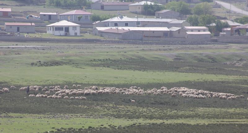 Erzincan’da meralar küçükbaş hayvanlarla şenlendi
