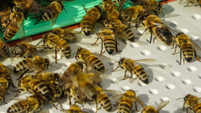 Kafkas arıları tehdit altında
