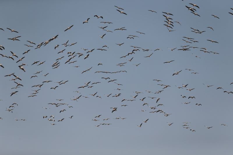 (Özel) Ak pelikanların gökyüzündeki dansı havadan görüntülendi
