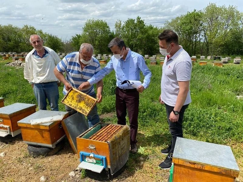 Meşe balı üreten arıcıların saha kontroller yapılıyor
