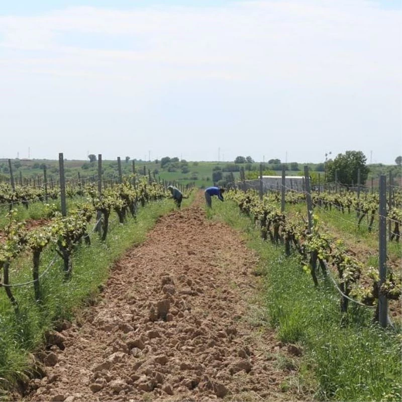 Kırklareli’nde bağ, kanola ve hububat tarlaları inceledi
