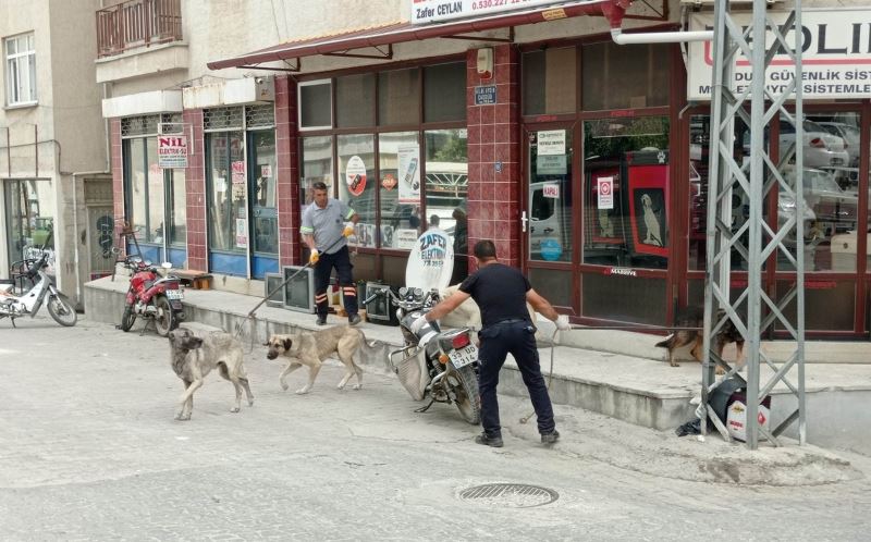 Mut’ta sokak köpekleri toplatılıyor
