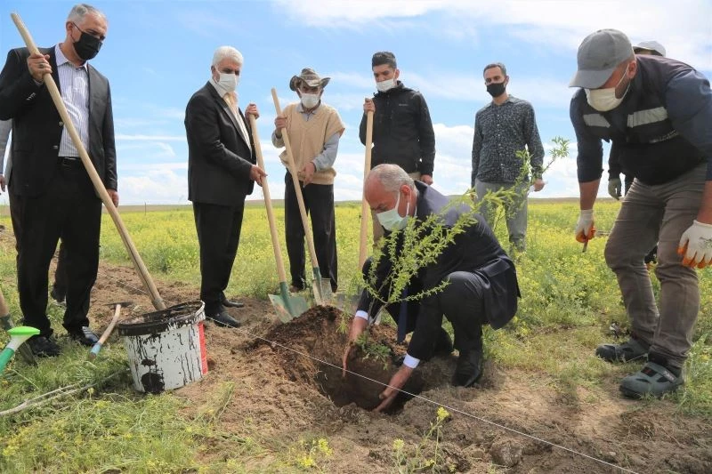 Tuşba’da ceviz ve badem fidanları toprakla buluşturuluyor
