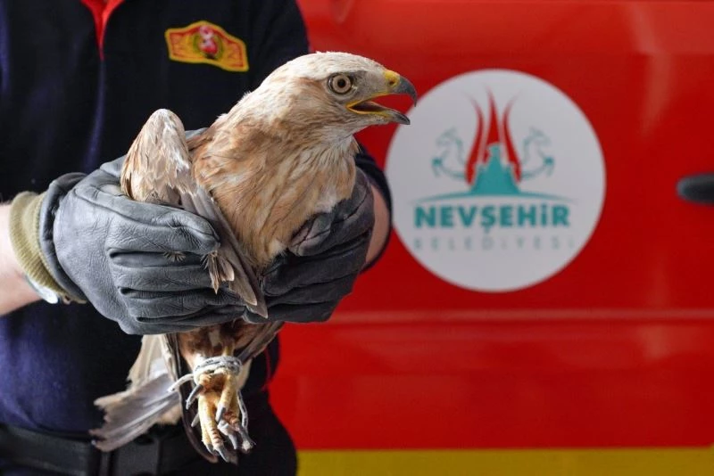 Havalandırma boşluğuna düşen şahini itfaiye ekipleri kurtardı
