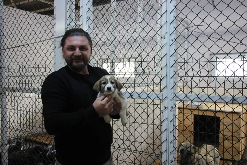 Artvin’de sokak köpeği tek seferde 14 yavru doğurdu
