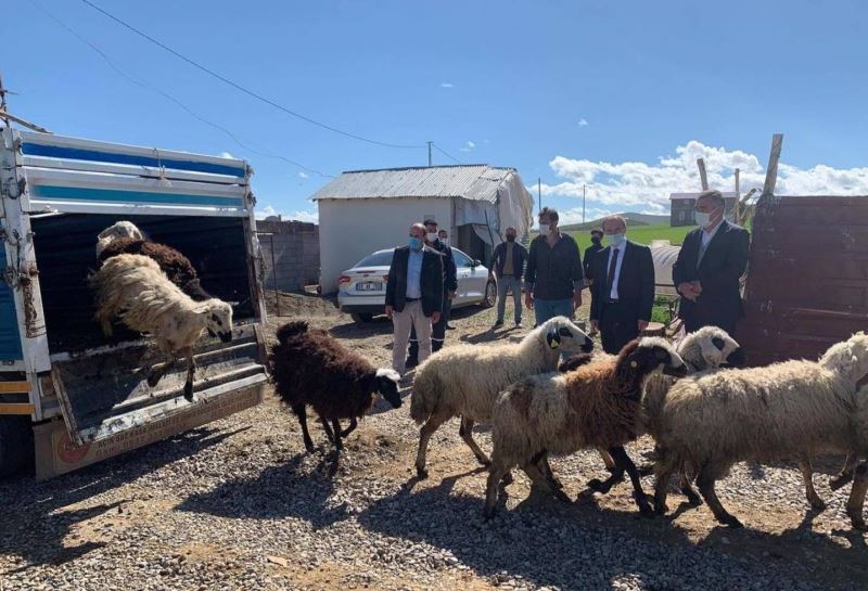 Koyunları kurt saldırısında telef olan besiciye devlet desteği

