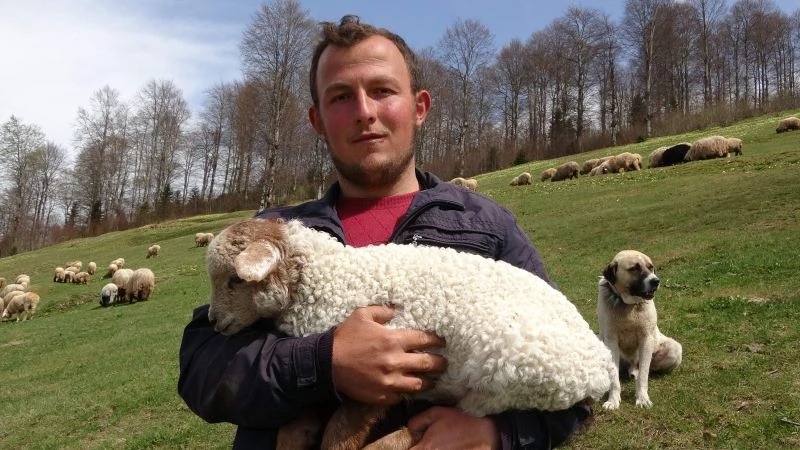 Kuzular yayla yolculuğu öncesi mezraları doldurdu
