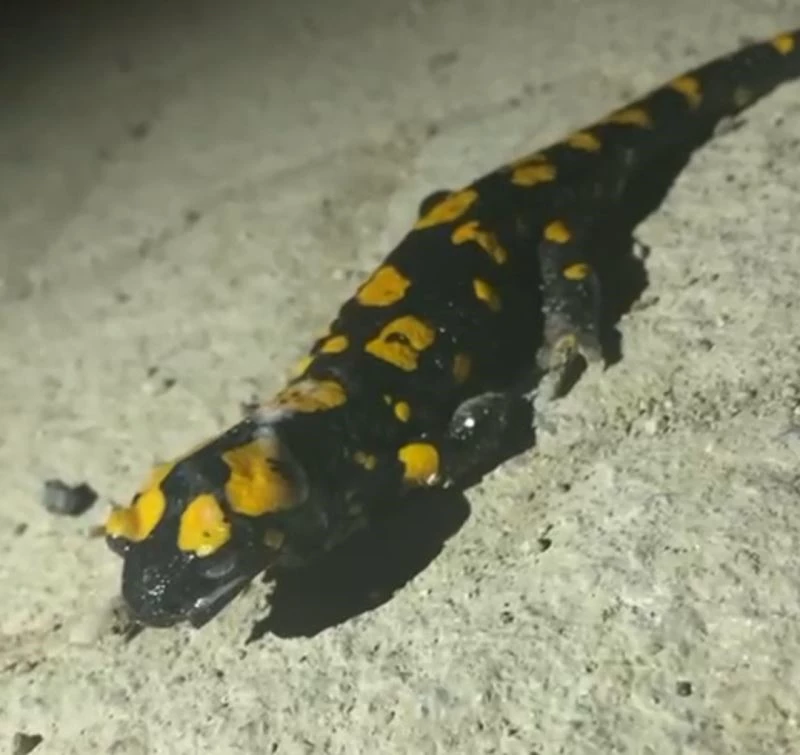 Kahramanmaraş’ta sarı benekli semender görüntülendi