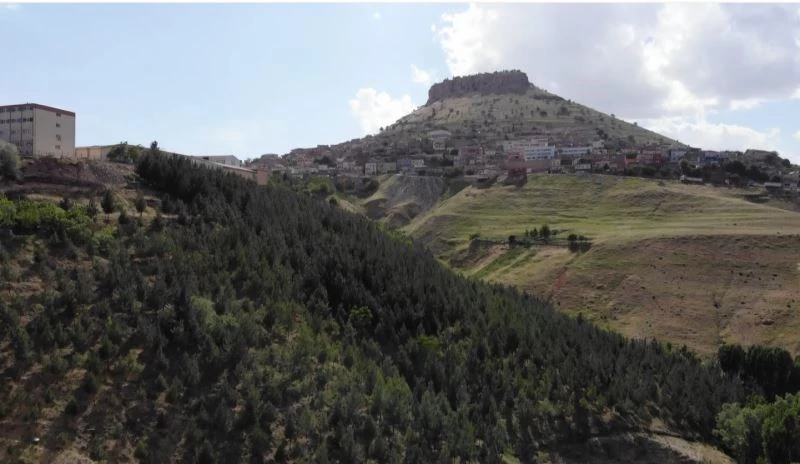 Çöplüğü ormana çevirdi, diktiği ağaçlara gözü gibi bakıyor
