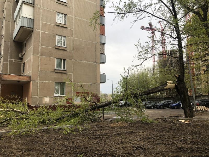 Moskova’da şiddetli rüzgar 56 ağacı devirdi: 2 yaralı
