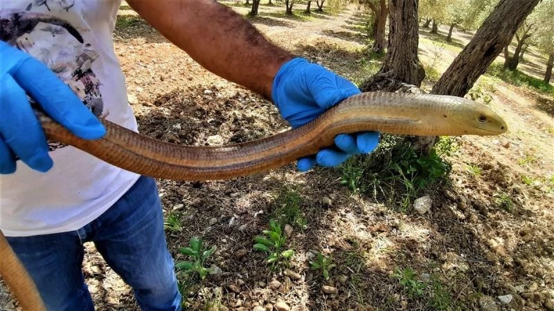 Kuşadası’nda yılan görünümlü  kertenkele doğal ortamına bırakıldı
