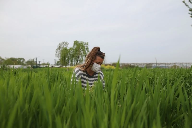 (Özel) Bursa’da kimyasal ve suni gübre kullanmadan üretilen buğdaylar çiftçiye örnek oluyor
