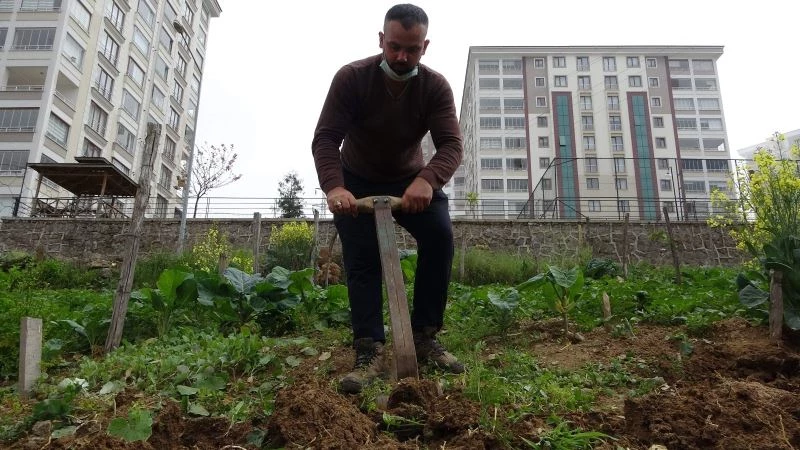 Lüks siteler arasında tarla belleyip bahçe işi yapıyorlar
