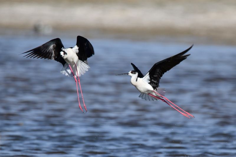 (Özel haber) Van Gölü Havzası göçmen kuşlarla renklendi
