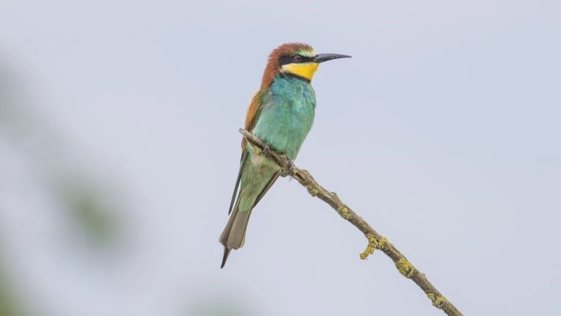 Karacabey longoz ormanları renklendi
