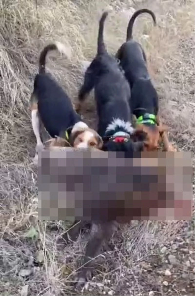 Domuz yavrusunu köpeklerine canlı canlı parçalattırdı
